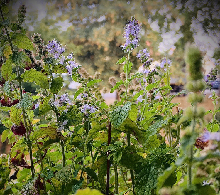 Herbalized Kräuterliebe von NakedNature Naturkosmetik