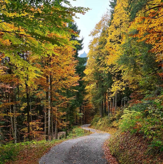 Stark und gesund durch den Herbst